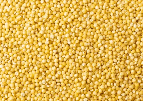 Little Millet
