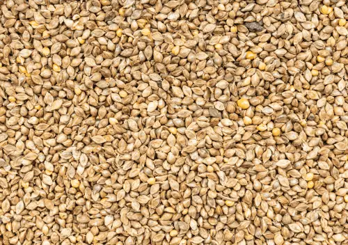 Barnyard Millet