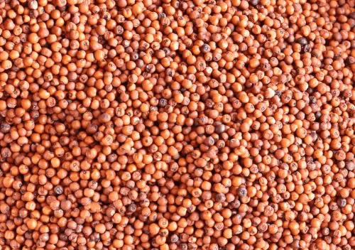Kodo Millet
