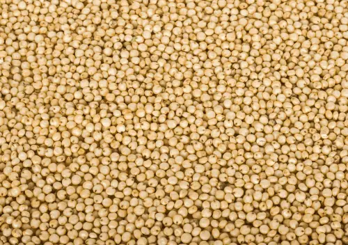 Sorghum Millet