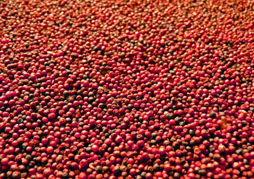 Finger millet