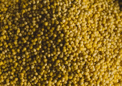 Browntop Millet