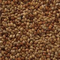 Horse gram